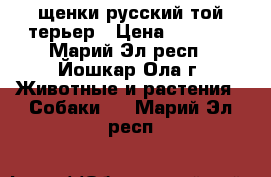 щенки русский той-терьер › Цена ­ 3 000 - Марий Эл респ., Йошкар-Ола г. Животные и растения » Собаки   . Марий Эл респ.